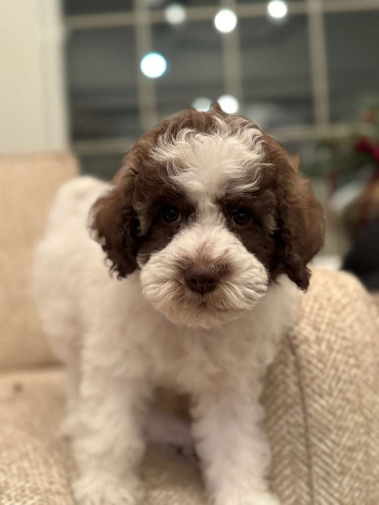 Lagotto Romagnolo puppy Juniper
